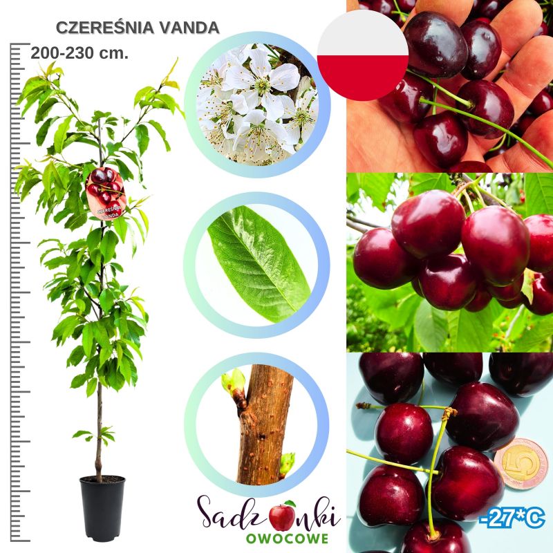 Czereśnia Vanda zdrowo rosnąca plenna odmiana 180-220 cm