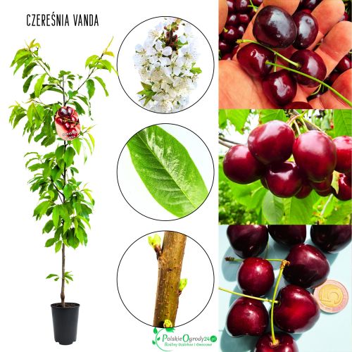 Czereśnia Vanda łatwa uprawa silny wzrost 100-150 cm