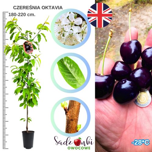 Czereśnia Oktavia mrozoodporna obfite owocowanie 180-220 cm