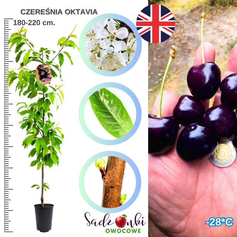 Czereśnia Oktavia mrozoodporna obfite owocowanie 180-220 cm