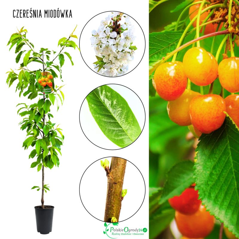 Czereśnia Miodówka łatwa pielęgnacja duże plony 180-220 cm