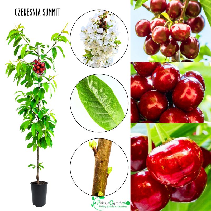 Czereśnia Summit odporna na zimowe mrozy 100-150 cm