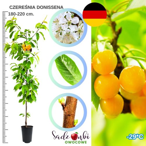 Czereśnia Donissena wyjątkowo smaczne letnie owoce 180-220 cm