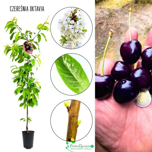 Czereśnia Oktavia mrozoodporna obfite owocowanie 180-220 cm