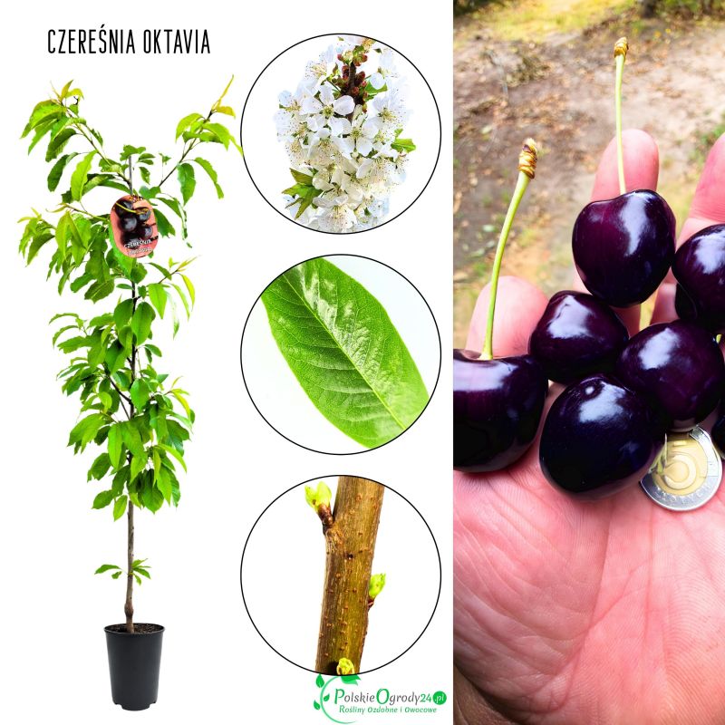 Czereśnia Oktavia mrozoodporna obfite owocowanie 180-220 cm