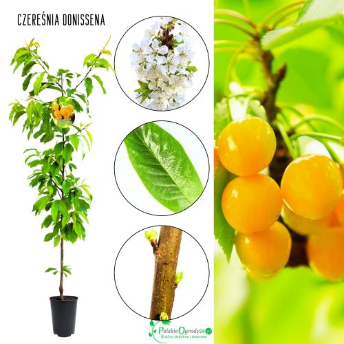 Czereśnia Donissena wyjątkowo smaczne letnie owoce 180-220 cm