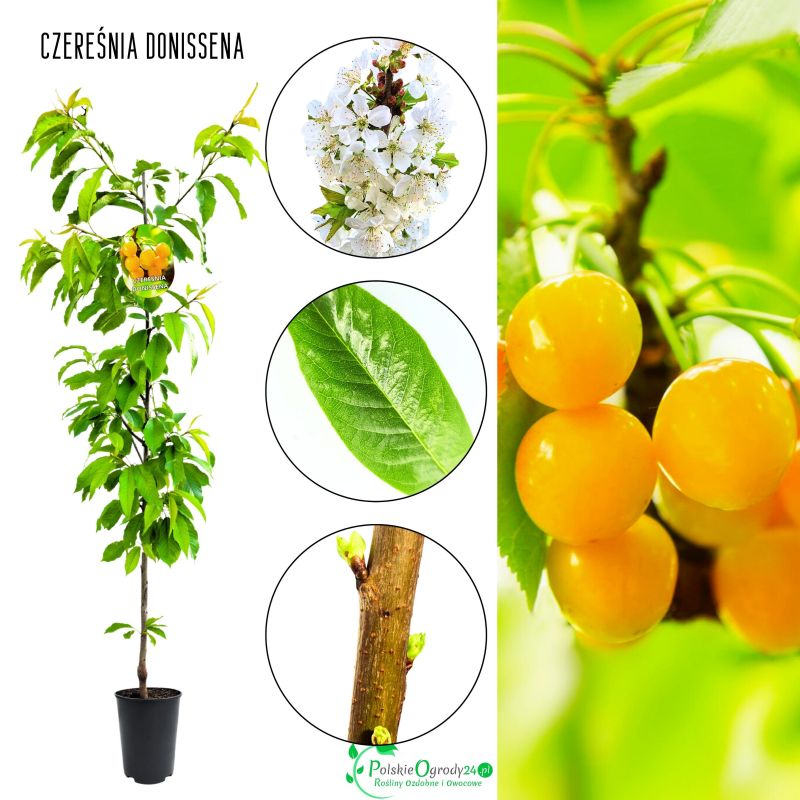 Czereśnia Donissena wyjątkowo smaczne letnie owoce 180-220 cm