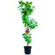 Wiśnia Łutówka ciemnoczerwone soczyste owoce 180-220 cm