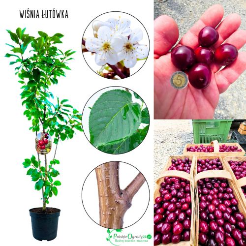 Wiśnia Łutówka bardzo obfite plonowanie 100-150 cm