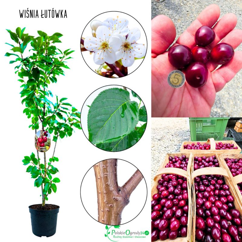 Wiśnia Łutówka ciemnoczerwone soczyste owoce 180-220 cm