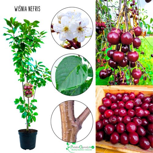 Wiśnia Nefris jędrny soczysty miąższ 100-150 cm