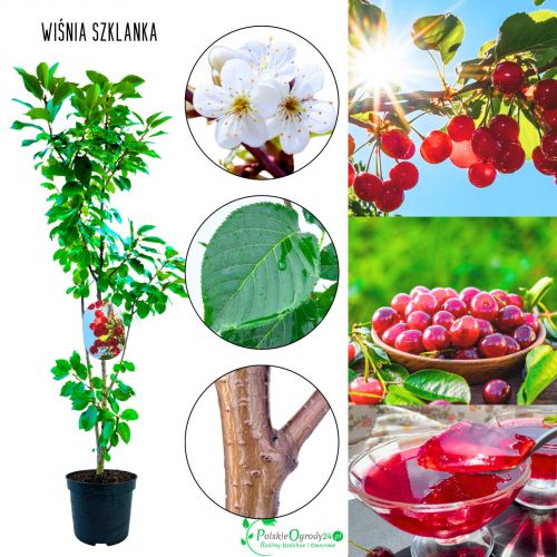 Wiśnia Szklanka jasnoczerwone owoce 100-150 cm