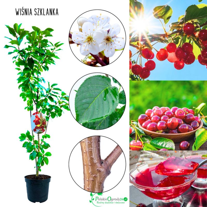 Wiśnia Szklanka idealna na kompoty 180-220 cm