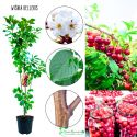 Wiśnia Kelleris idealna na soki kompoty 180-220 cm