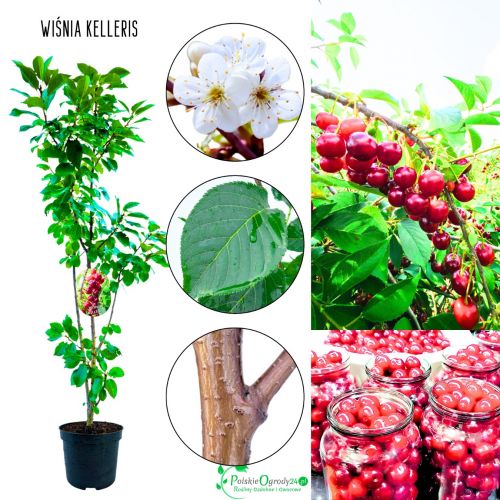 Wiśnia Kelleris idealna na soki kompoty 180-220 cm