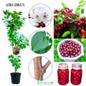 Wiśnia Groniasta obfite owocowanie 100-150 cm