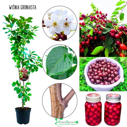 Wiśnia Groniasta obfite owocowanie 100-150 cm