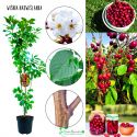 Wiśnia Nadwiślanka tradycyjna odmiana 100-150 cm