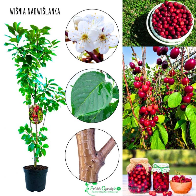 Wiśnia Nadwiślanka odmiana do ogrodu 180-220 cm