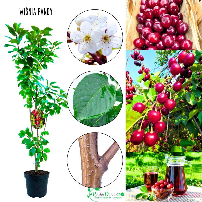 Wiśnia Pandy do ogrodu przydomowego 180-220 cm