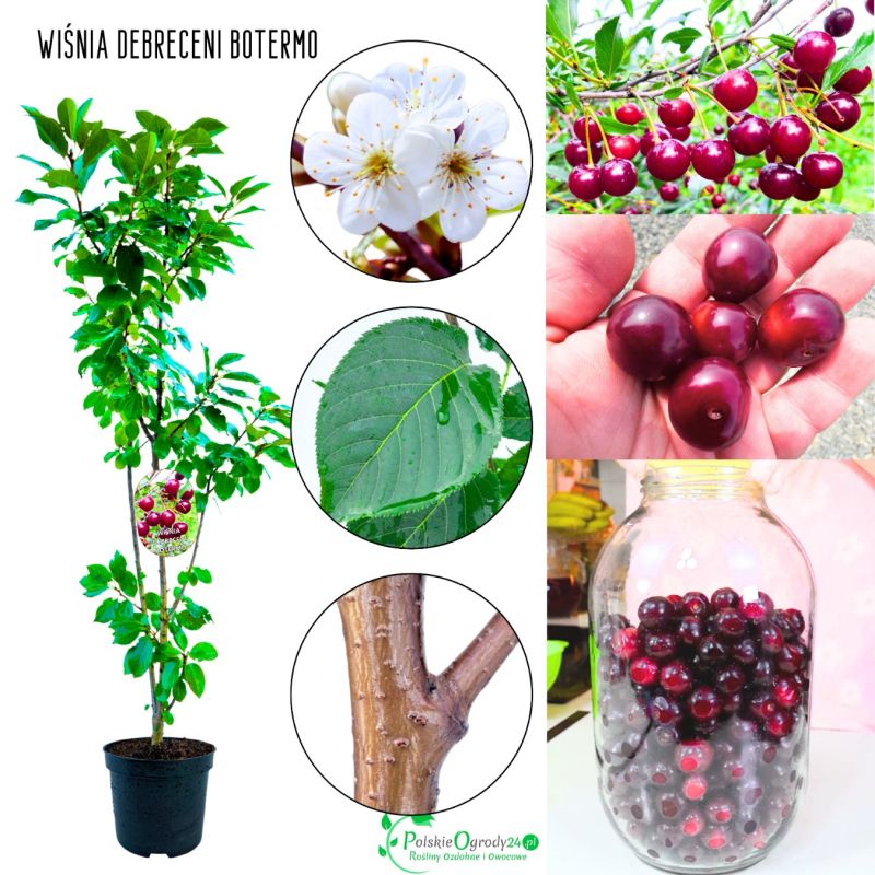 Wiśnia Debreceni Botermo plenna odmiana 100-150 cm