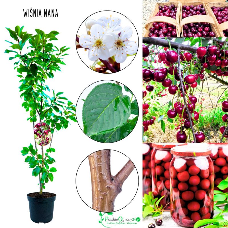 Wiśnia Nana kompaktowe drzewko do ogrodu 100-150 cm