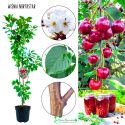 Wiśnia Northstar sadzonka ogrodowa 100-150 cm