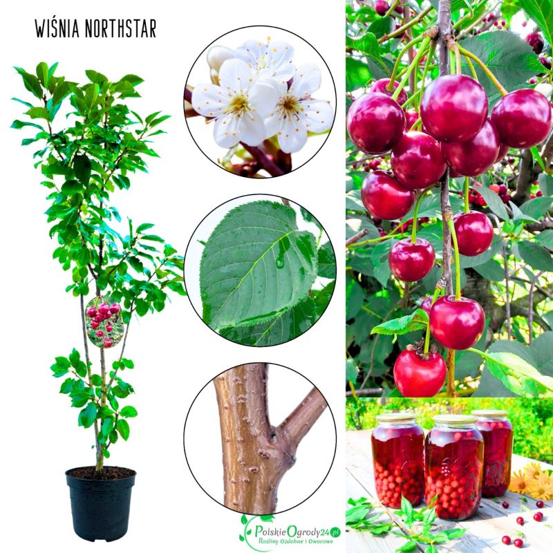 Wiśnia Northstar odporna na mróz sadzonka 180-220 cm