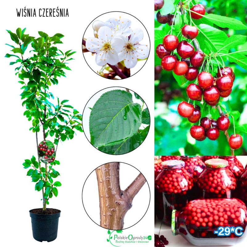 Wiśnia Czereśnia do ogrodu i na działkę 180-220 cm