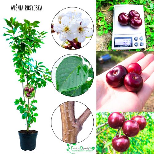 Wiśnia Rosyjska wytrzymała sadzonka wiśni 100-150 cm