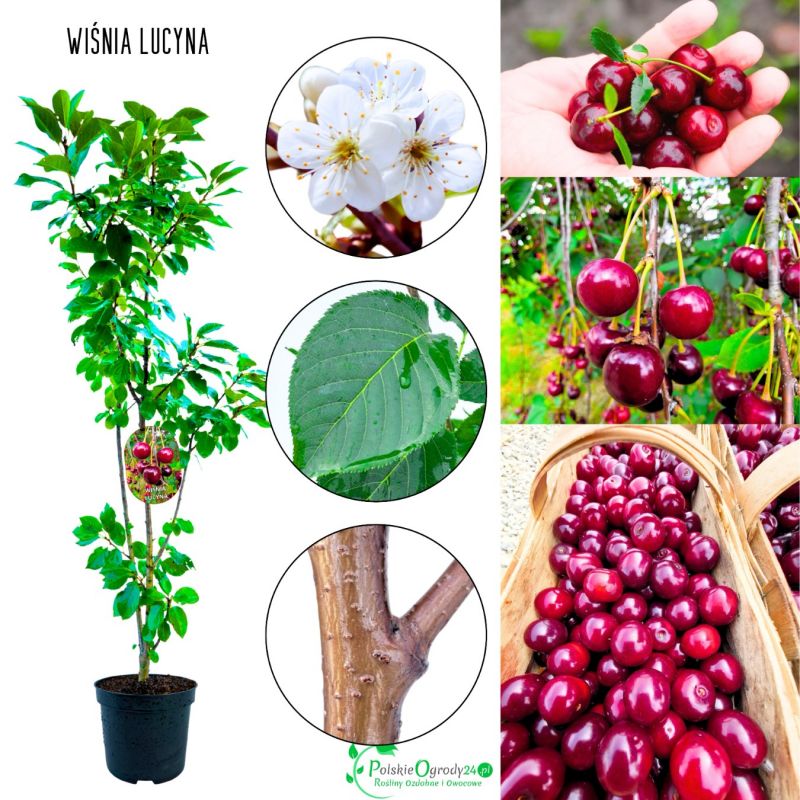 Wiśnia Lucyna zdrowa sadzonka ogrodowa 180-220 cm