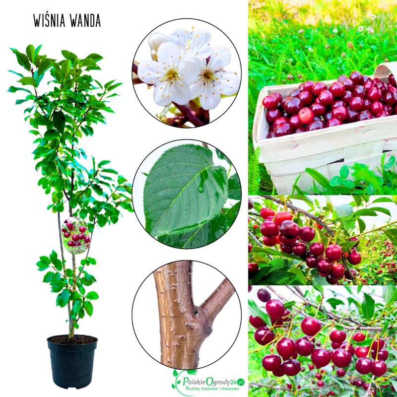 Wiśnia Wanda aromatyczne owoce deserowe 100-150 cm
