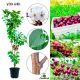 Wiśnia Wanda aromatyczne owoce deserowe 100-150 cm