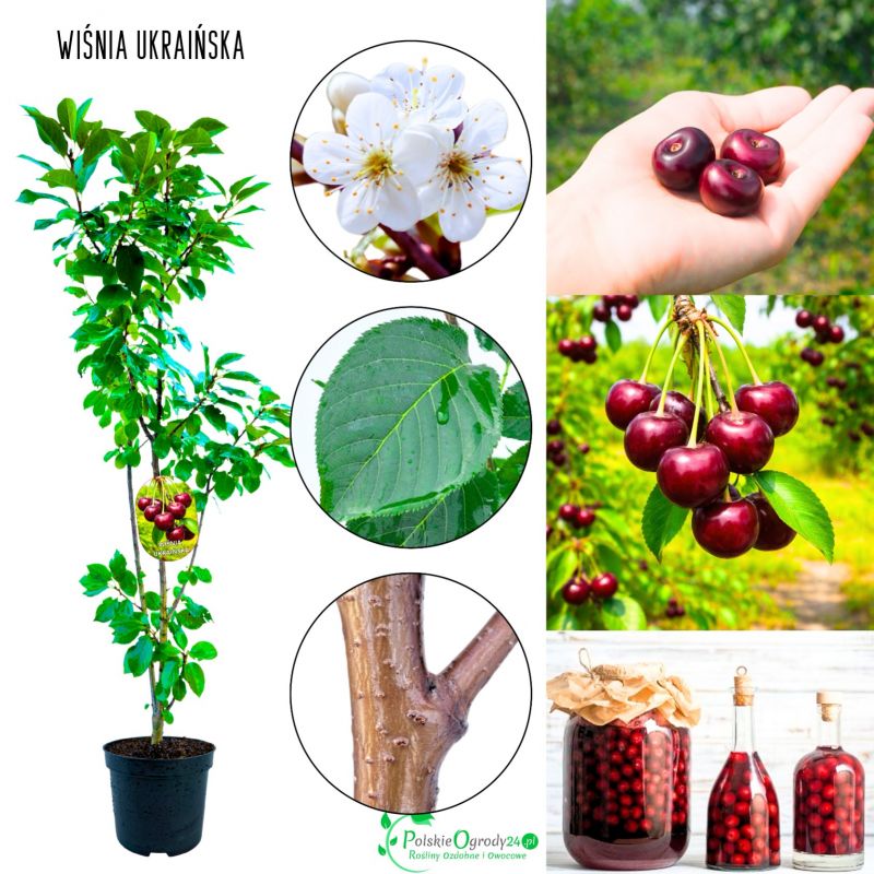Wiśnia Ukraińska idealna na przetwory 180-220 cm