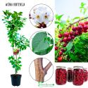 Wiśnia Hortensja wczesna odmiana do ogrodu 180-220 cm