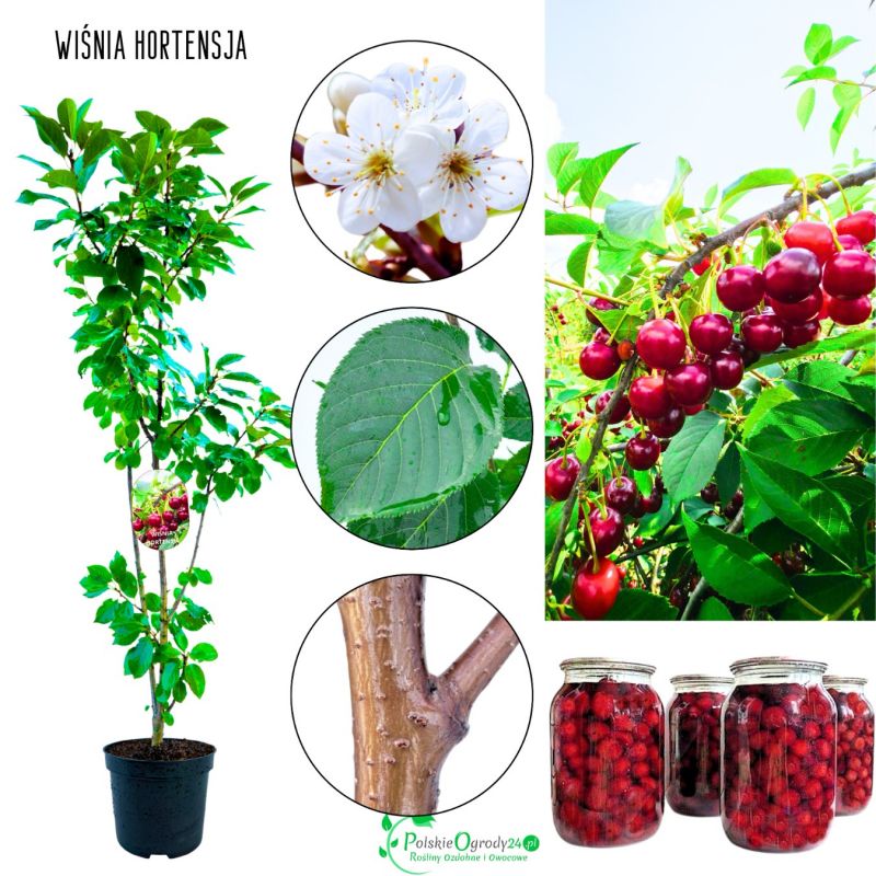 Wiśnia Hortensja wczesna odmiana do ogrodu 180-220 cm