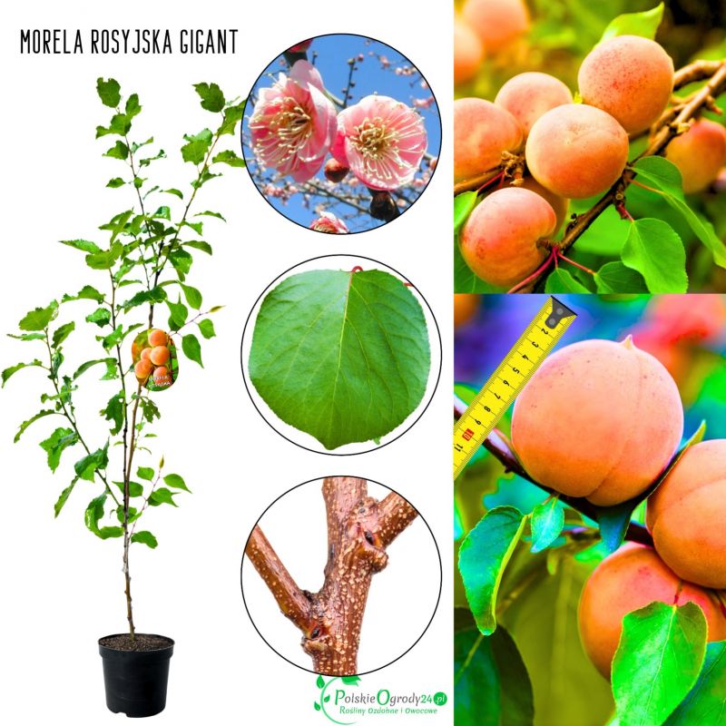 Morela Rosyjska odporna odmiana moreli 180-220 cm
