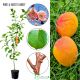 Morela Harcot sprawdzona odmiana 100-150 cm