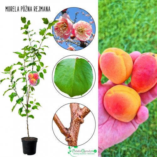 Morela Późna Rejmana regularne plonowanie 180-220 cm