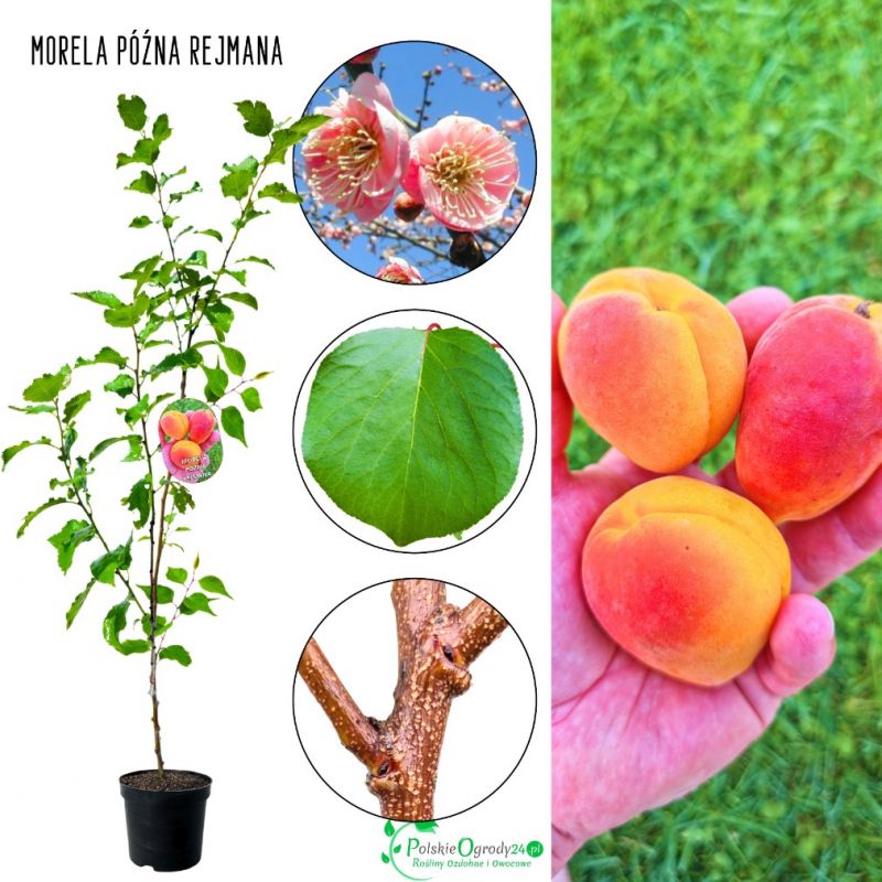 Morela Późna Rejmana regularne plonowanie 180-220 cm