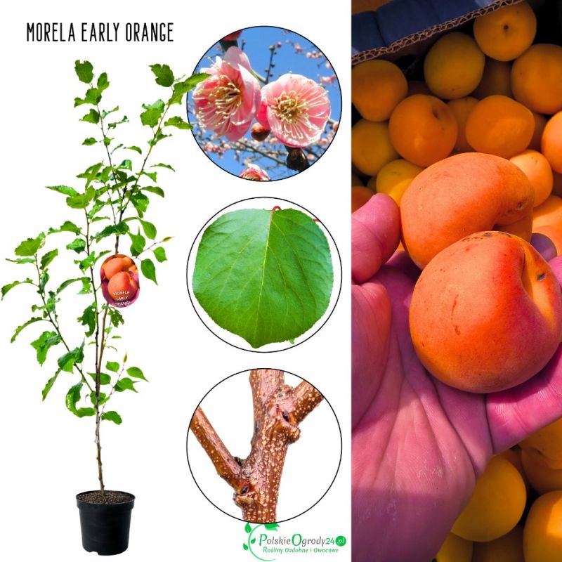 Morela Early Orange wczesne dojrzewanie 100-150 cm