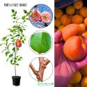 Morela Early Orange samopylna odmiana 180-220 cm