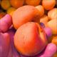 Morela Early Orange wczesne dojrzewanie 100-150 cm