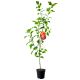 Morela Early Orange wczesne dojrzewanie 100-150 cm