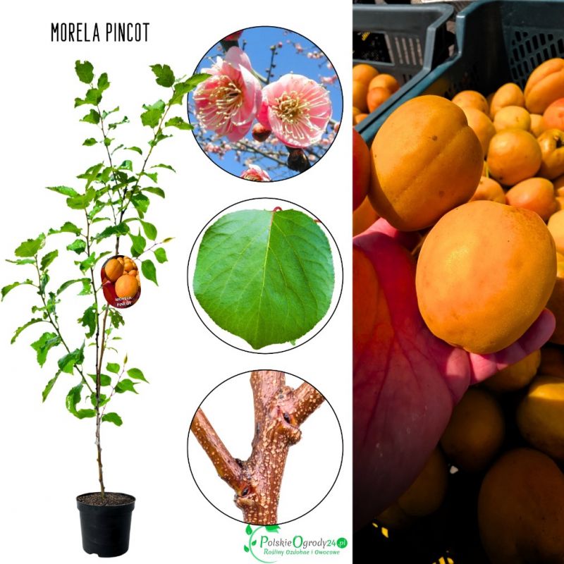Morela Pincot duże jędrne owoce 100-150 cm