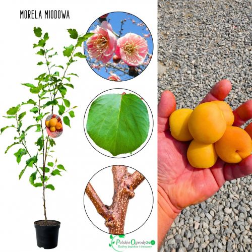 Morela Miodowa do bezpośredniego spożycia 180-220 cm