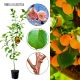 Morela Zaleszycka duże soczyste owoce 180-220 cm