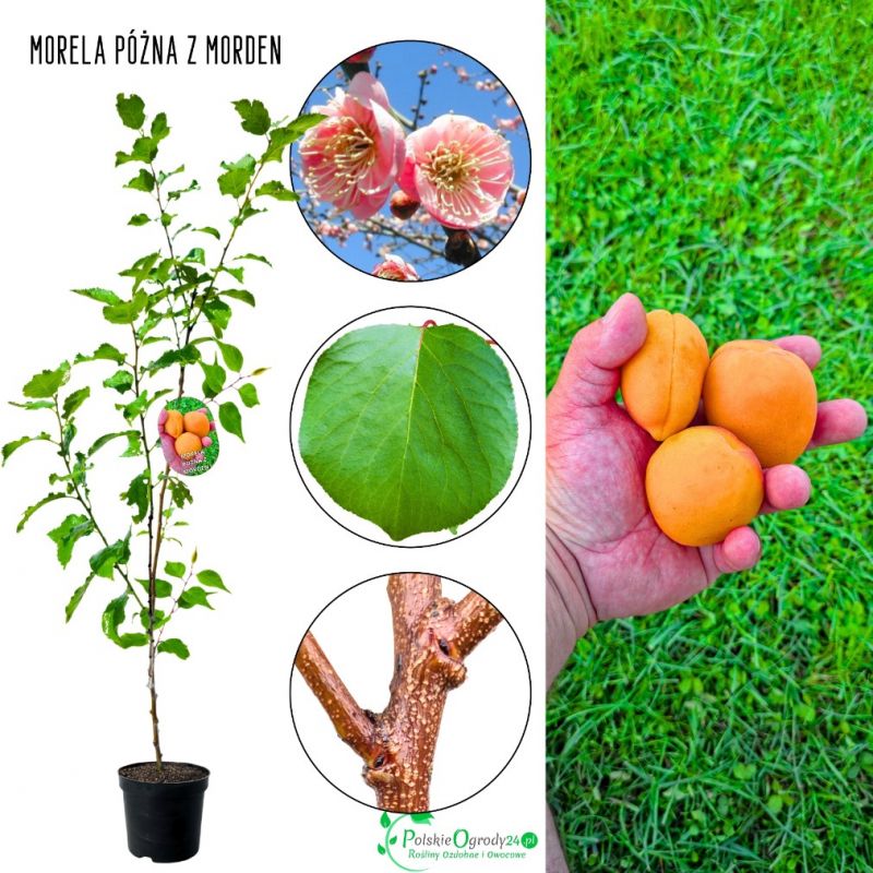 Morela Późna z Morden do jedzenia 180-220 cm