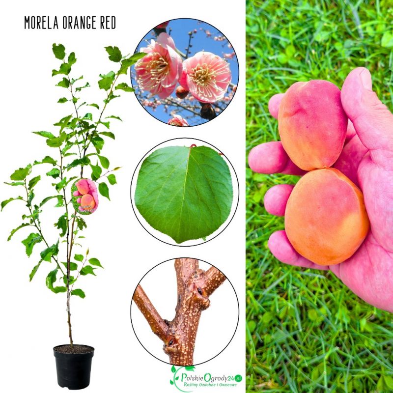Morela Orange Red słodki deserowy smak 180-220 cm