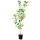 Morela Późna z Morden do jedzenia 180-220 cm